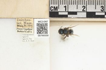 Media type: image;   Entomology 790500 Aspect: Labels